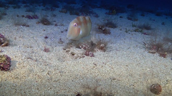 深海——海底沙滩上珍珠般的剃刀鱼