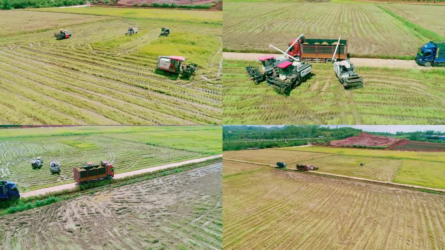 航拍水稻收割机 农民丰收