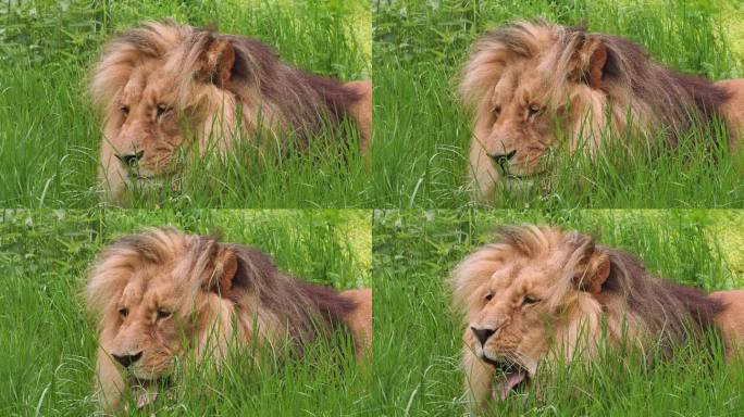 加丹加狮或西南非洲狮，豹属leo bleyenberghi。一头身穿绿衣的非洲狮的肖像。