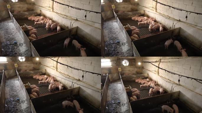 农业。肉制品加工用猪的饲养