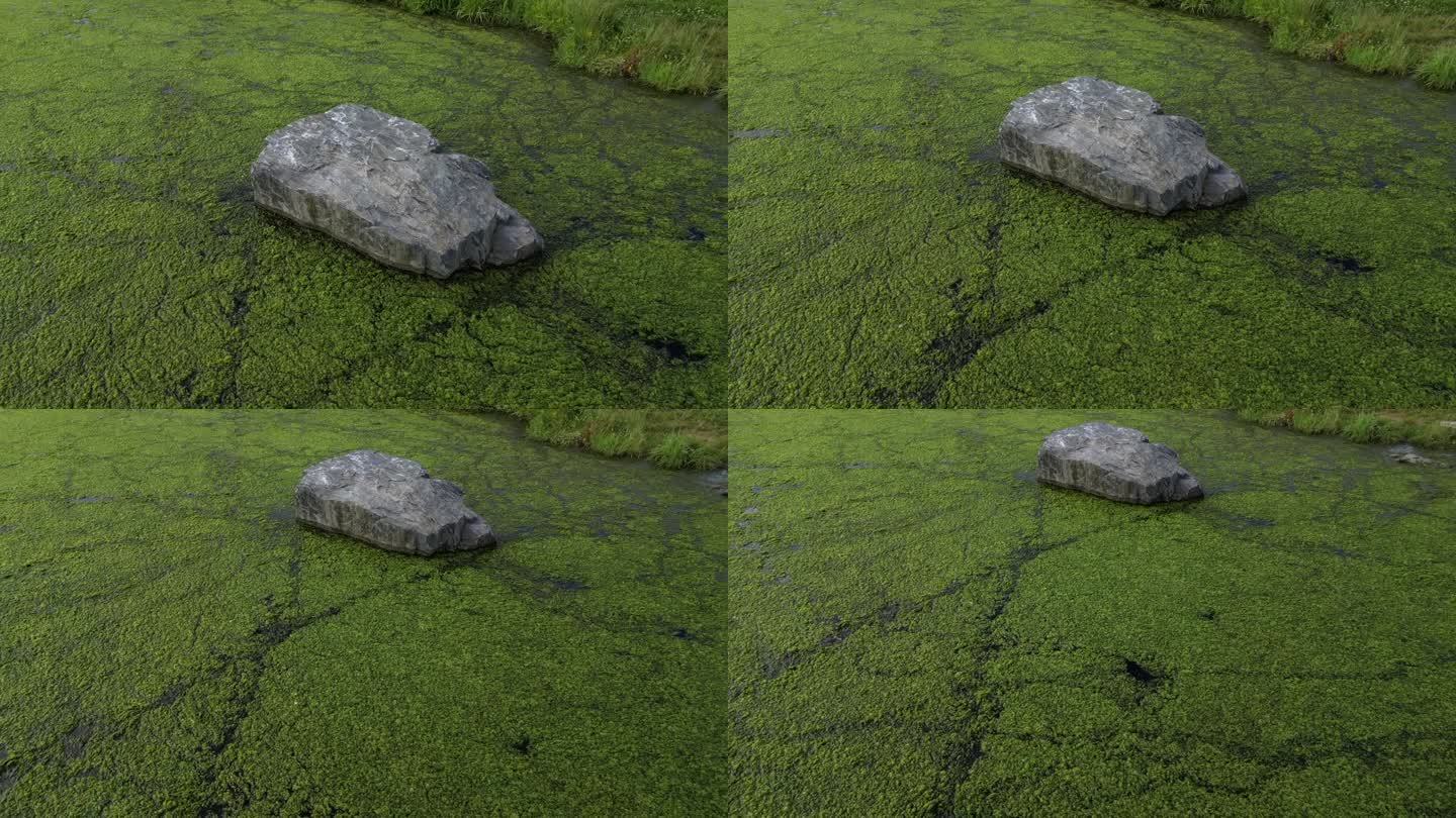 属自由漂浮的水生植物，在池塘表面覆盖着一层绿色。岸边的石头可以用无人机参观，湖面上的低空飞行可以拍摄