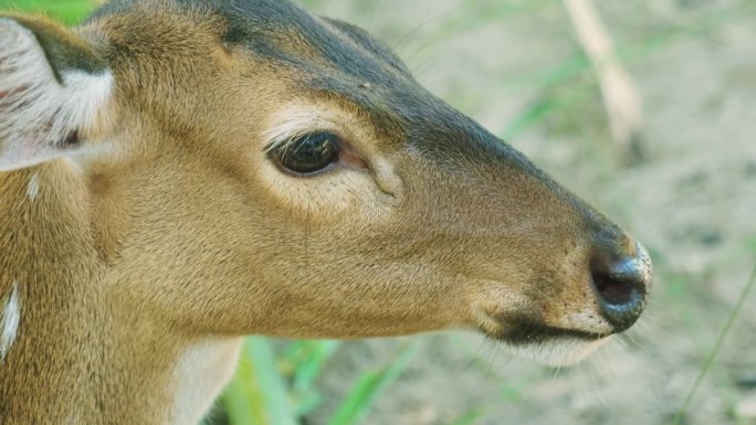 在一个阳光明媚的日子里，一只斑点鹿在泰国普吉岛的丛林中近距离进食