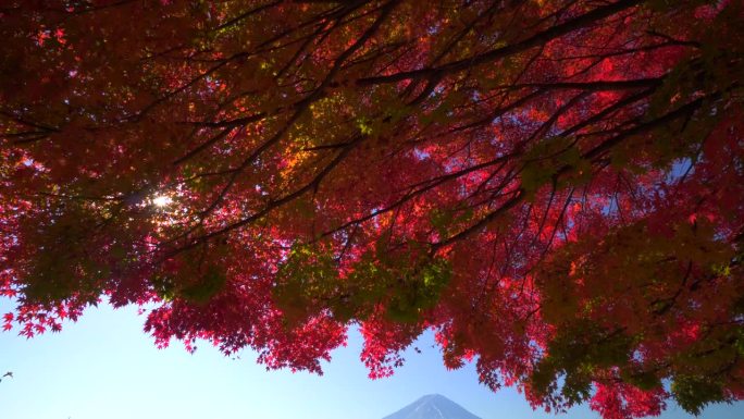 川口湖畔的深红枫叶和富士山