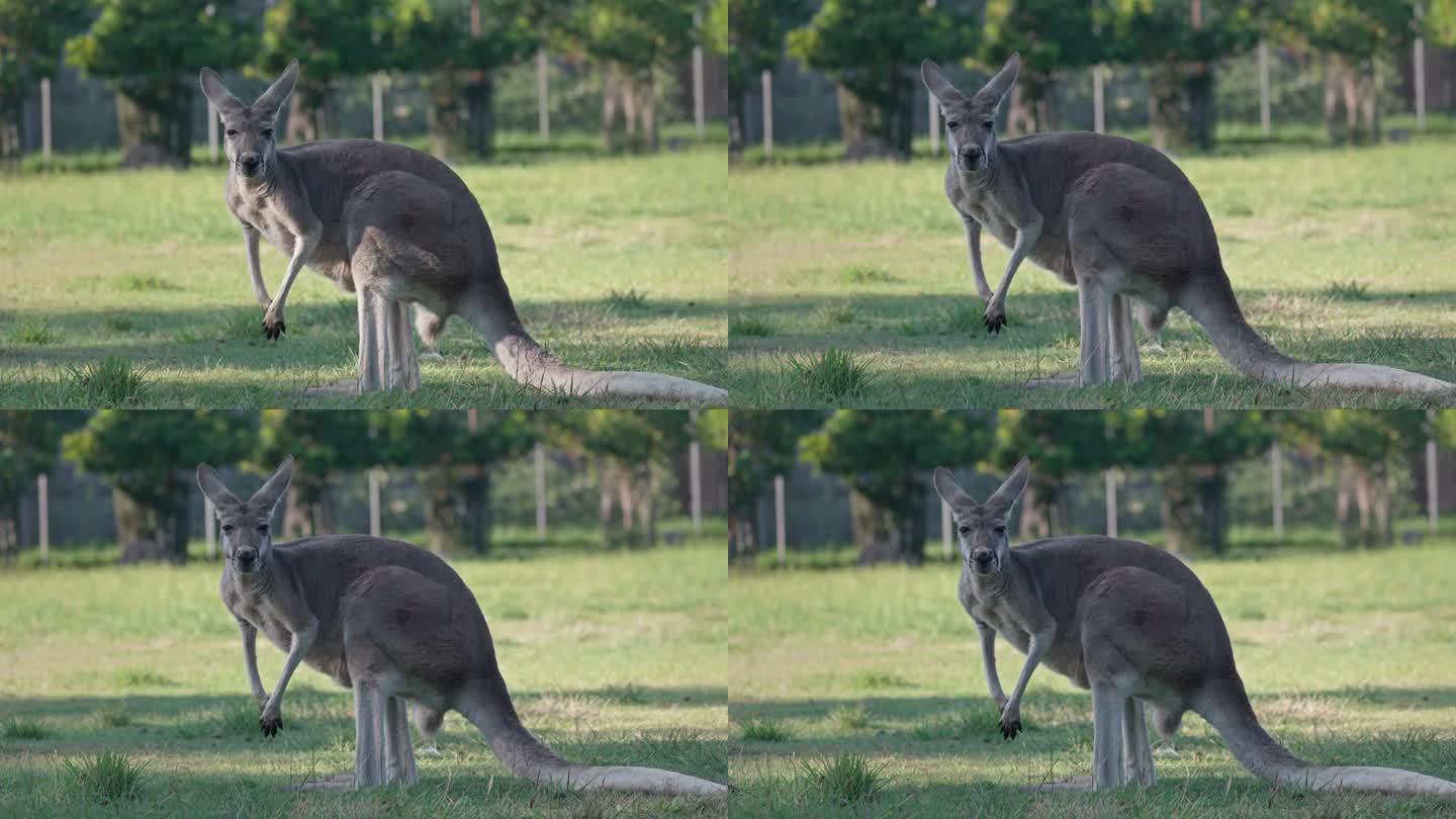 袋鼠站在猎人谷的4K实时镜头，哺乳动物，澳大利亚