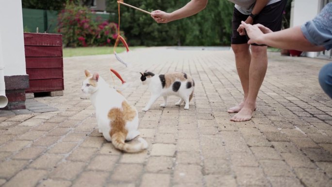 一个女人在拍丈夫和猫在户外玩耍的视频