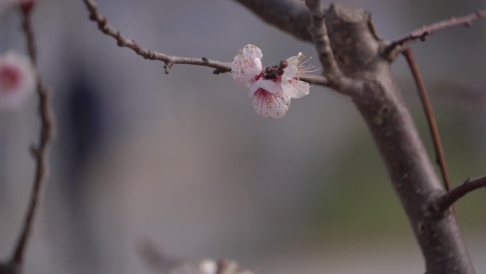 初春 春天 发芽 含苞待放 花骨朵 新芽