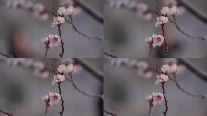 初春 春天 发芽 含苞待放 花骨朵 新芽