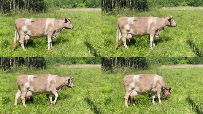 一头棕色的牛在草地上吃草，在田野里吃草，会产奶