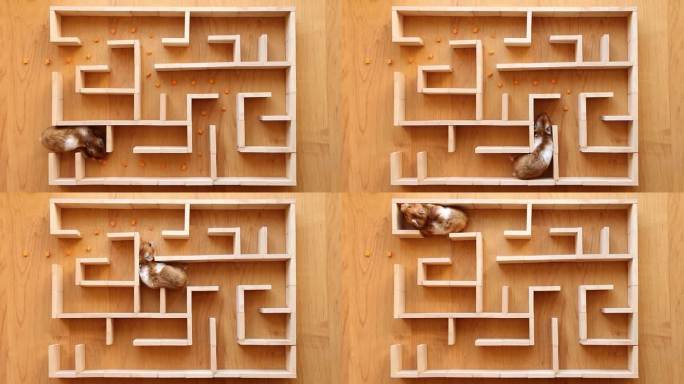 一只红毛胖仓鼠在迷宫中爬行寻找出路。