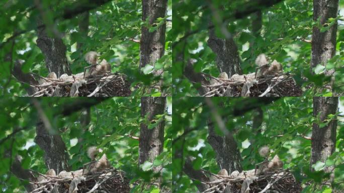 一只黑鸢(Milvus migrans)雏鸟坐在鸟巢里等待它的父母。