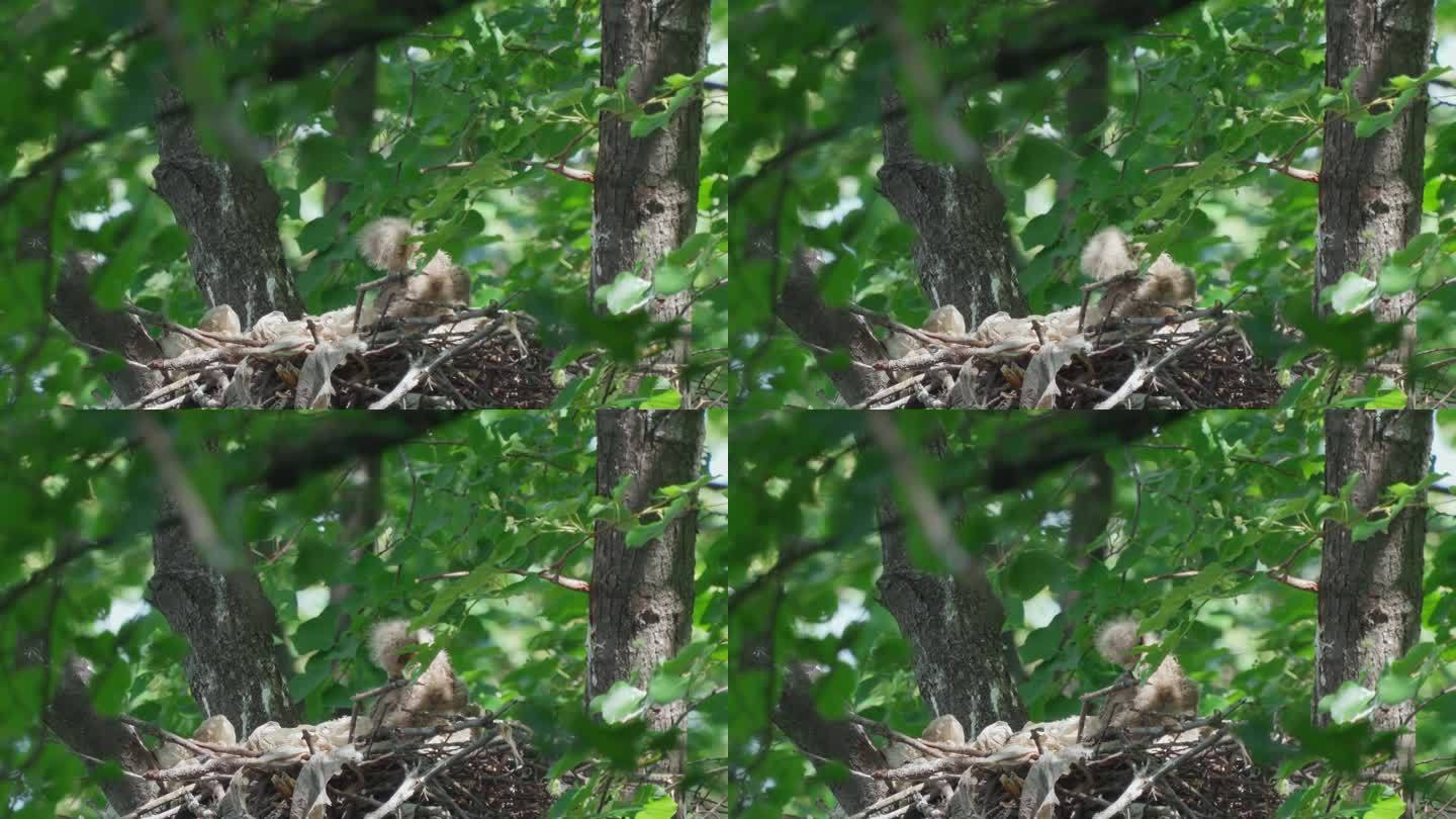 一只黑鸢(Milvus migrans)雏鸟坐在鸟巢里等待它的父母。