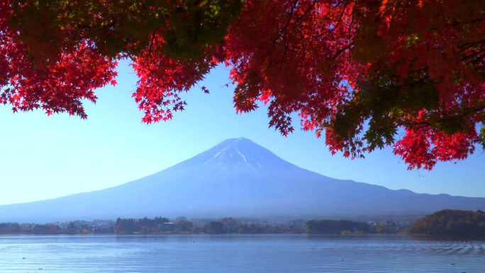 川口湖畔的深红枫叶和富士山