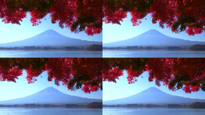 川口湖畔的深红枫叶和富士山