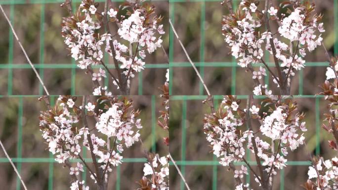 初春 春天 发芽 含苞待放 花骨朵 新芽