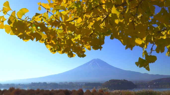 银杏叶与富士山在川口湖的早晨