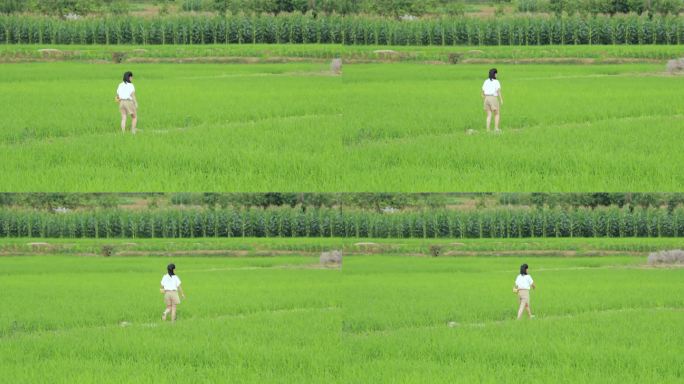 女孩漫步在稻田间