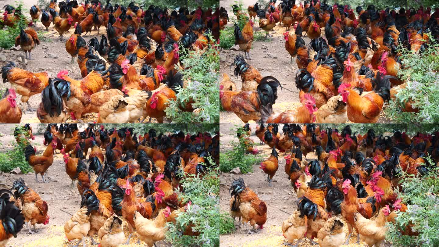 公鸡生态养殖厂