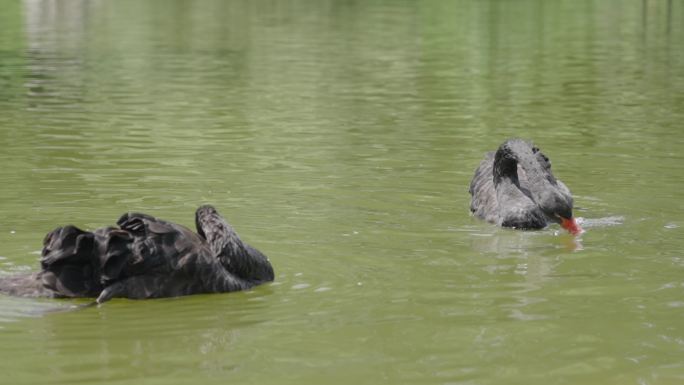 两只黑天鹅在湖面上戏水