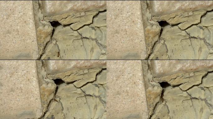 蚂蚁在混凝土上爬行。高品质4k画面