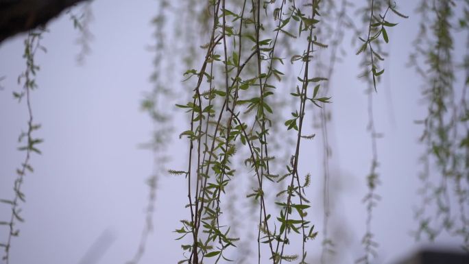 初春 春天 发芽 含苞待放 花骨朵 新芽