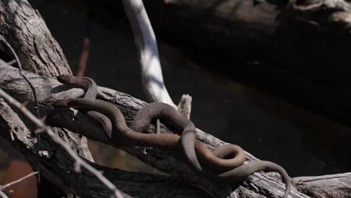 带状水蛇，亚历山大，弗吉尼亚州