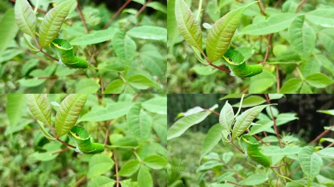 凤蝶幼虫昆虫虫蛹豆蛾小动物毛毛虫黄柏树