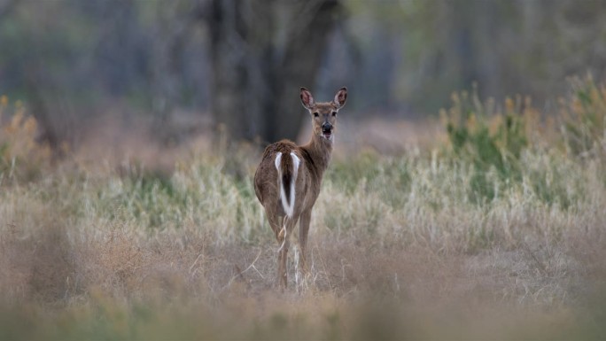 骡子鹿，黄石国家公园，怀俄明州
