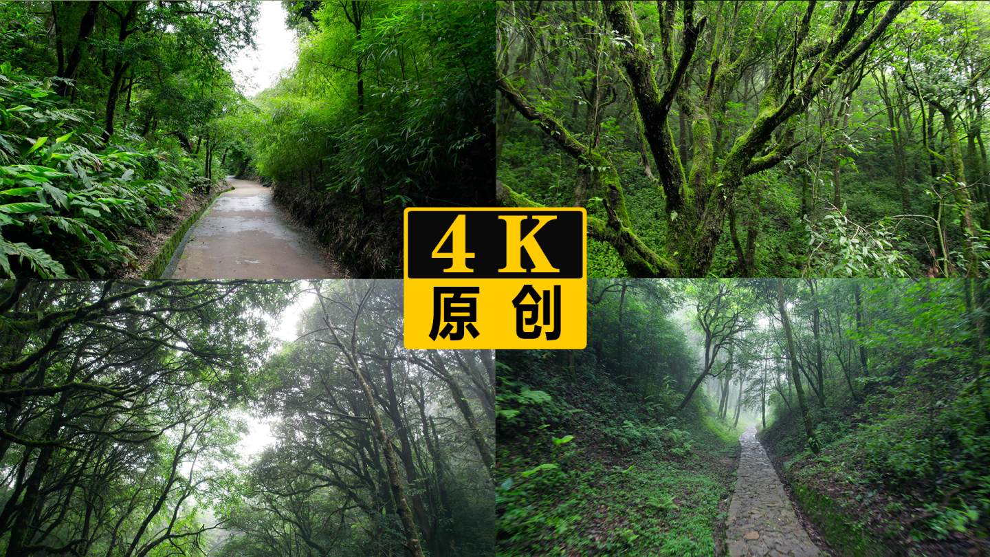 仰拍迷雾森林山间小路林荫公路