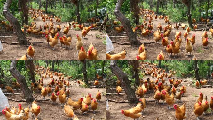 自然放养 生态养鸡 母鸡