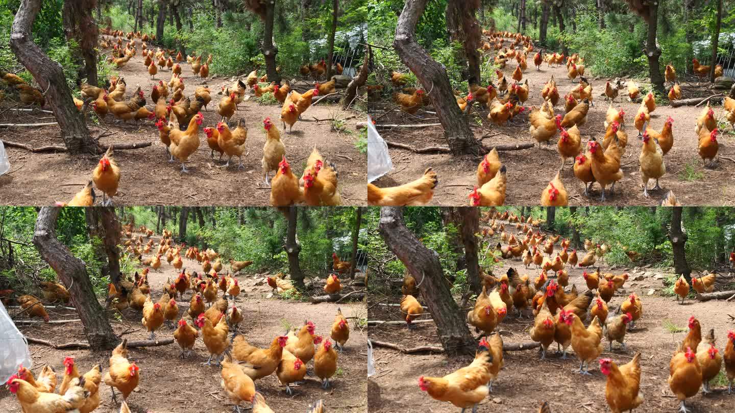 自然放养 生态养鸡 母鸡
