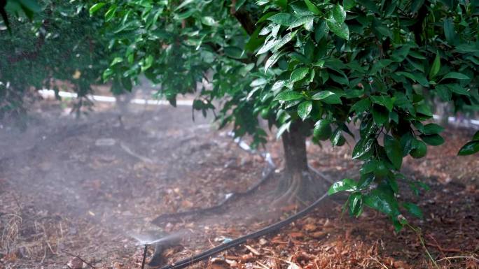 现代化农业橙树灌溉实拍