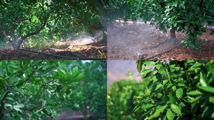 现代化农业橙树灌溉实拍