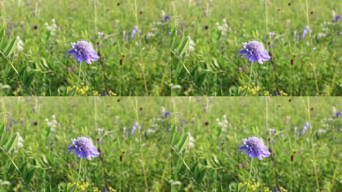 大兴安岭野花蓝盆花轮峰菊松虫草