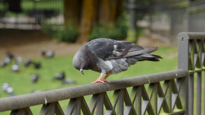 夏天公园里常见的鸽子腿痒。鸽属利维亚