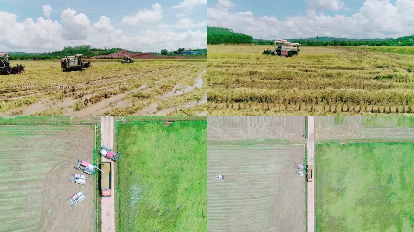 航拍机械化水稻收割机 丰收