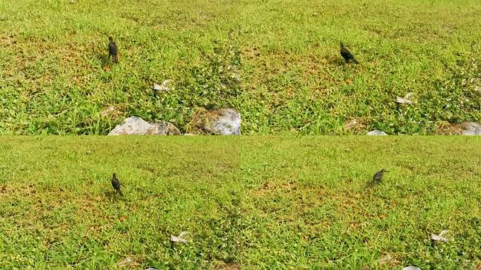 大尾白嘴鸦漫步在墨西哥的草地上。