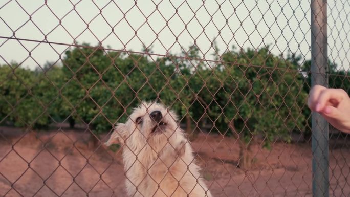 被遗弃的可爱狗被关进了监狱。饥饿的宠物在讨吃的。动物悲伤的眼睛特写。