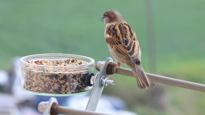 常见的麻雀吃种子在窗口，在一个玻璃酸奶罐。