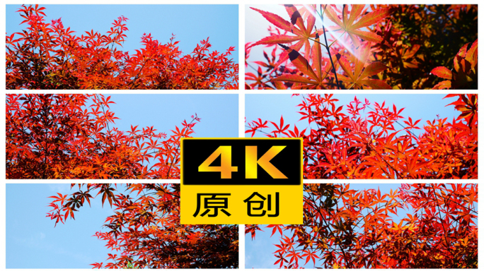 （合集）秋天红叶五角枫红枫鸡爪槭枫叶枫树