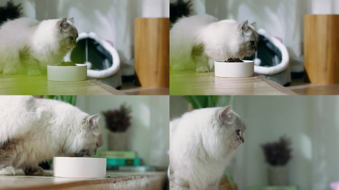 小猫 花猫 吃猫粮 布偶猫