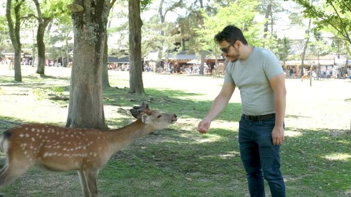 在日本奈良公园，一名游客鞠躬致意并喂奈良鹿。