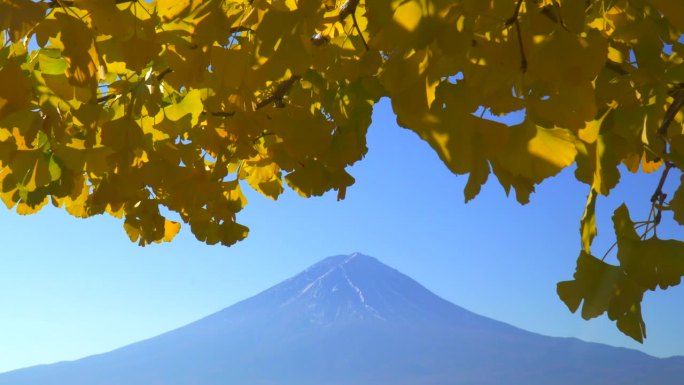 银杏叶与富士山在川口湖的早晨