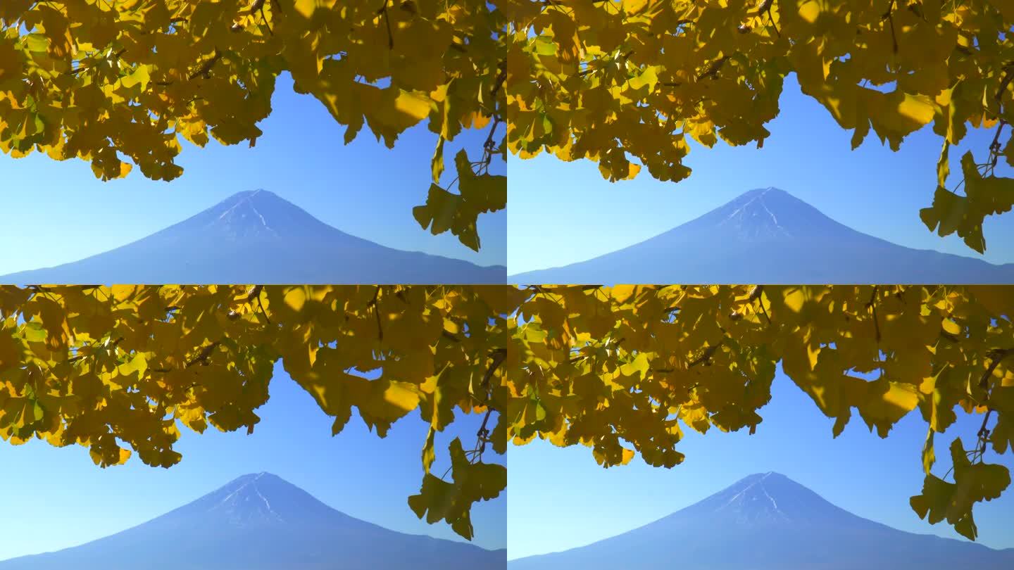 银杏叶与富士山在川口湖的早晨