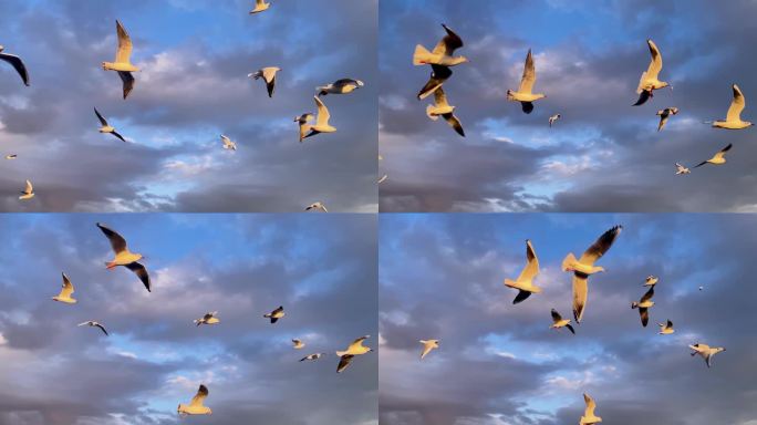 海鸥在天空中为食物而不懈地斗争