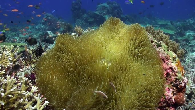 海葵和小丑鱼在水下珊瑚礁生态系统中的伙伴关系。