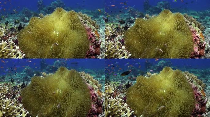海葵和小丑鱼在水下珊瑚礁生态系统中的伙伴关系。