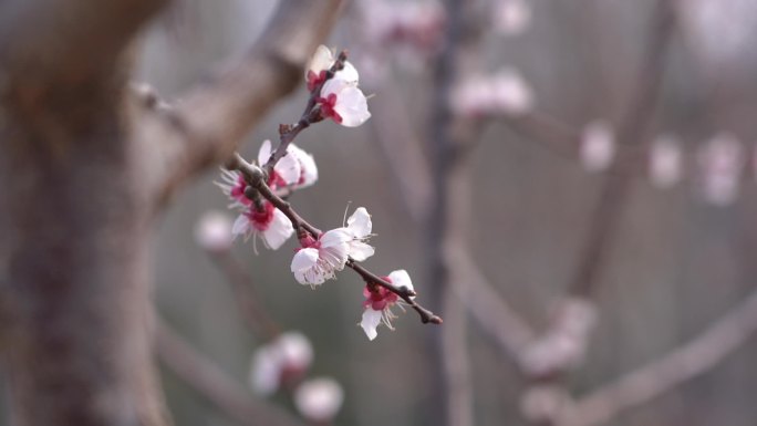 初春 春天 发芽 含苞待放 花骨朵 新芽