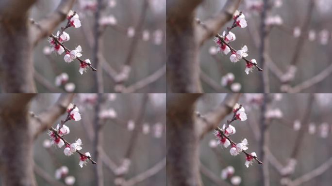 初春 春天 发芽 含苞待放 花骨朵 新芽