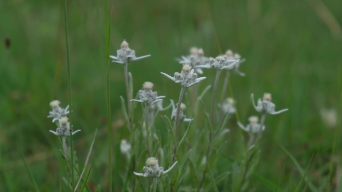 美丽雪绒花Leontopodium alpinum的特写。山的花。有选择性的重点。