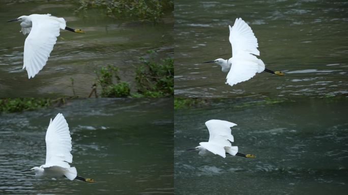 水面上飞翔的白鹭
